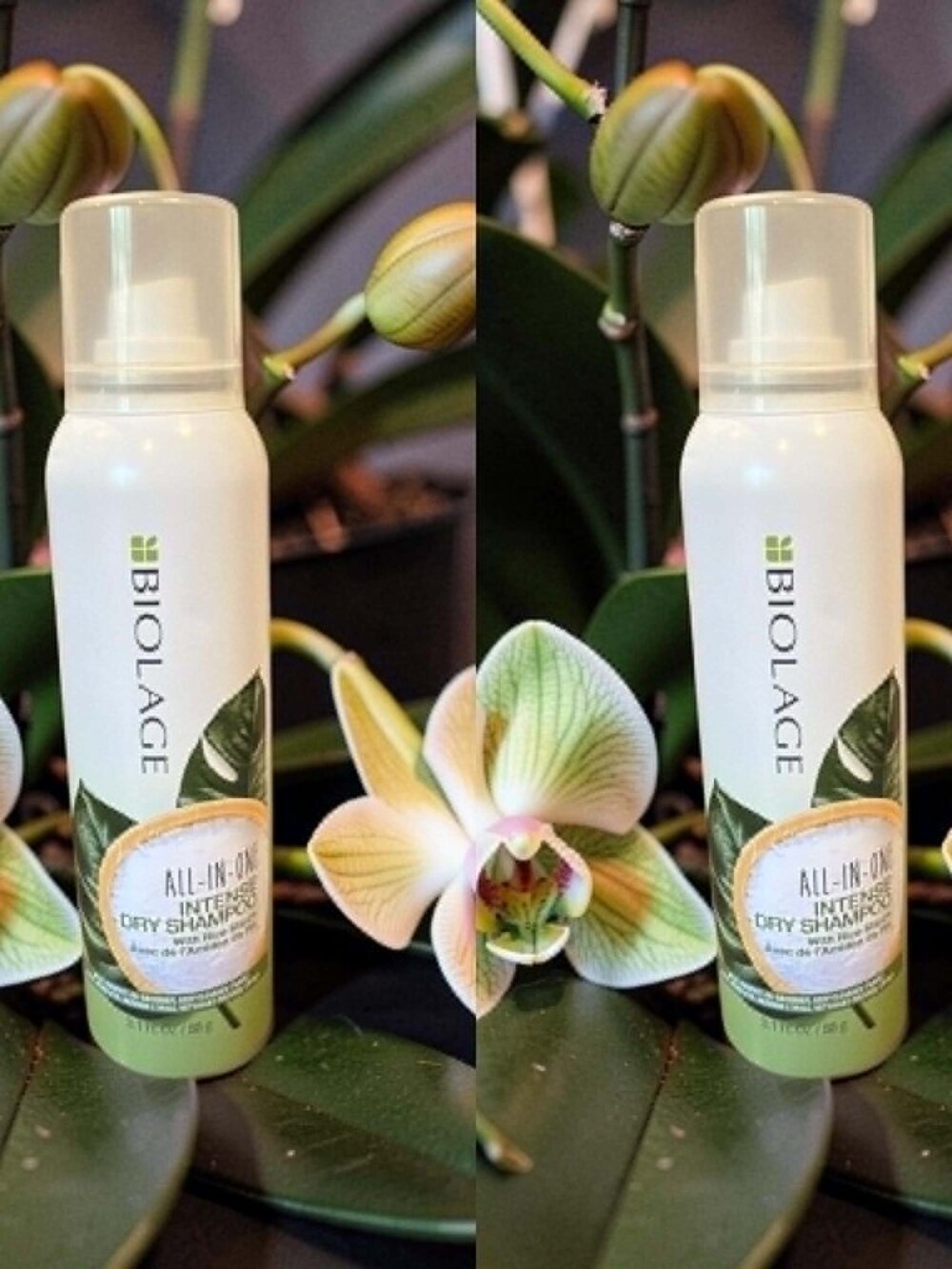 Biolage All In One Intense Dry Shampoo with Rice Starch 3.1 oz_ 2 units